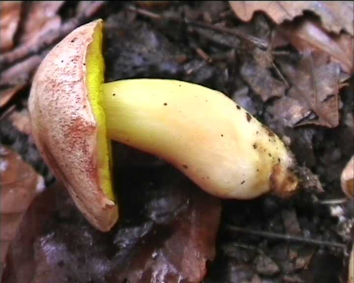 Funghi poco comuni:-  Aureoboletus gentilis